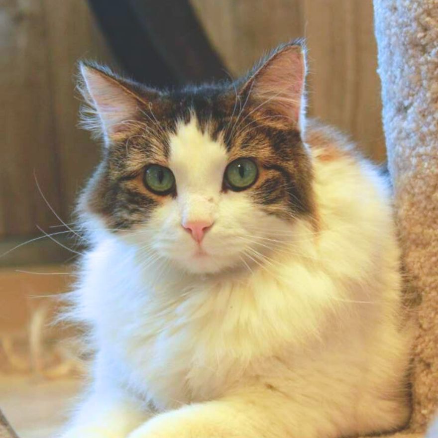 Tootsie, an adoptable Domestic Long Hair in Laramie, WY, 82073 | Photo Image 1