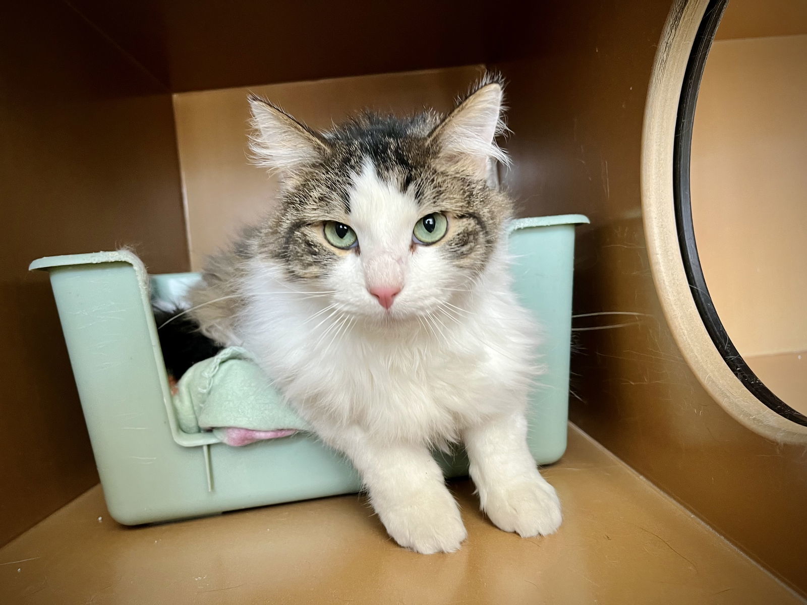 Tootsie, an adoptable Domestic Long Hair in Laramie, WY, 82073 | Photo Image 2