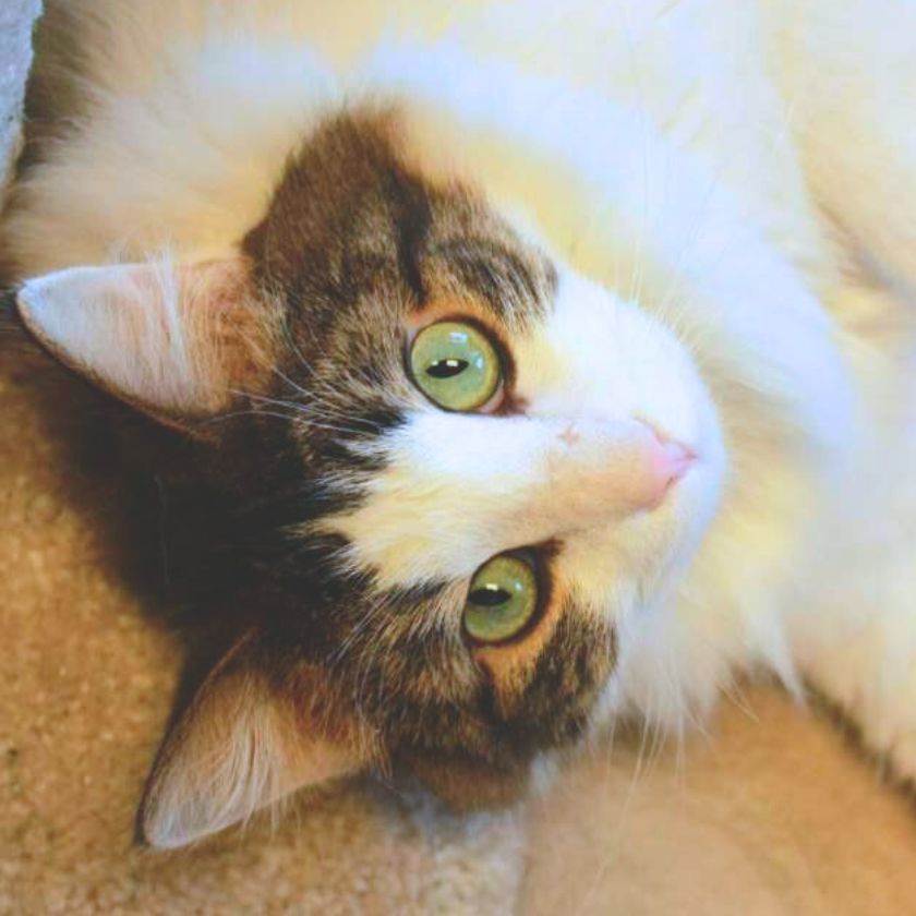 Tootsie, an adoptable Domestic Long Hair in Laramie, WY, 82073 | Photo Image 2