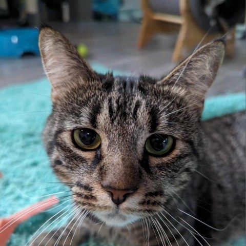 Wildflower, an adoptable Domestic Short Hair in Zimmerman, MN, 55398 | Photo Image 1