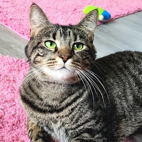 Wildflower, an adoptable Domestic Short Hair in Zimmerman, MN, 55398 | Photo Image 1