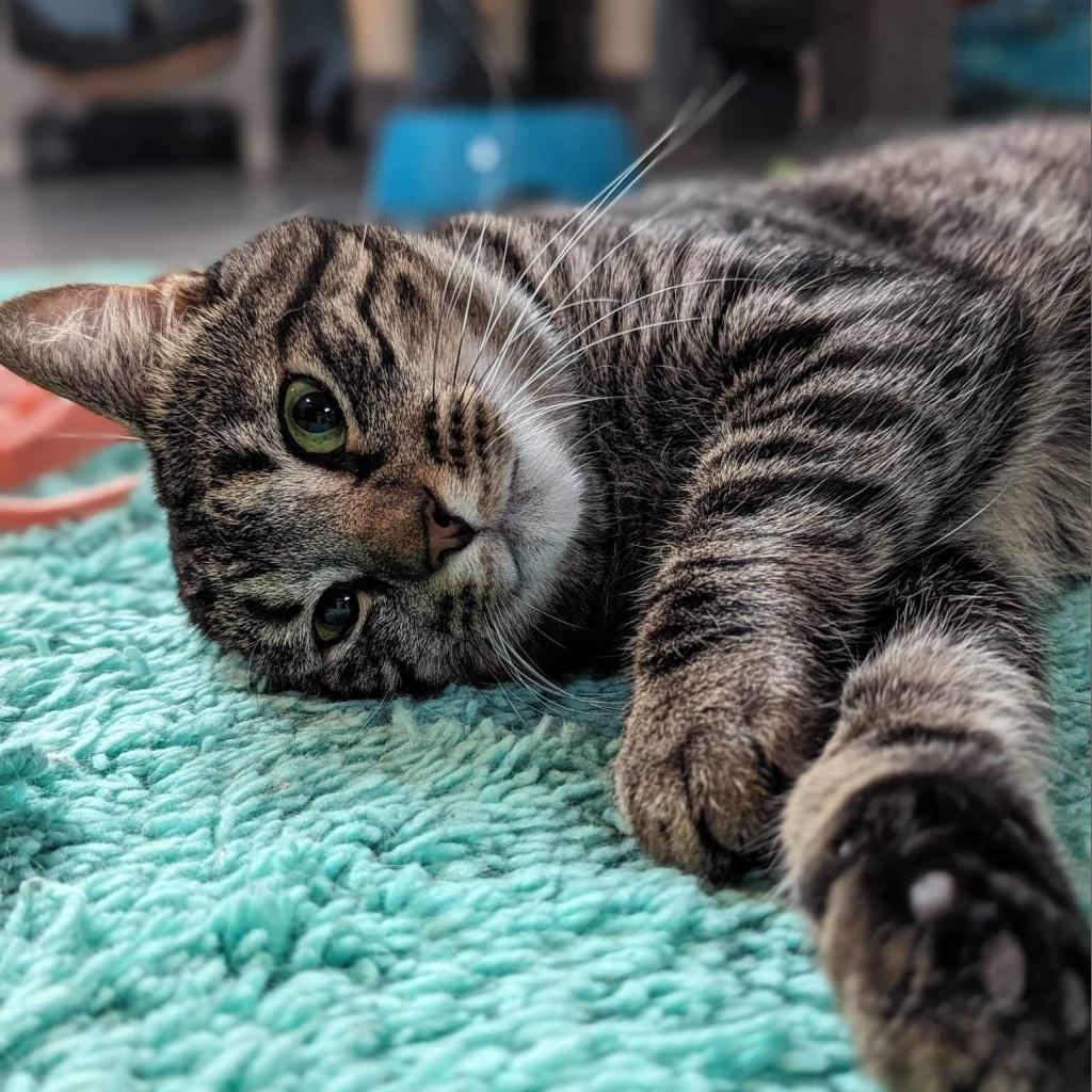 Wildflower, an adoptable Domestic Short Hair in Zimmerman, MN, 55398 | Photo Image 2