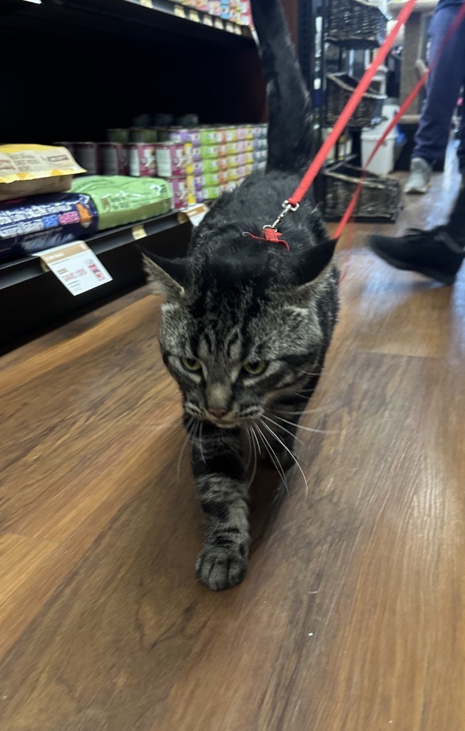 Snagglepuss, an adoptable Domestic Short Hair in Calgary, AB, T3S 0C5 | Photo Image 1