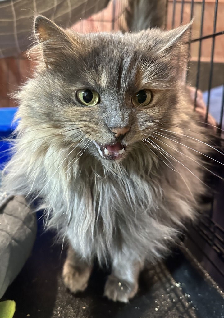 Missy, an adoptable Domestic Long Hair in Calgary, AB, T3S 0C5 | Photo Image 5