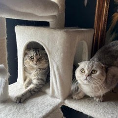 Irresistibly cute Scottish Fold cats these two boys lost their home and would love to know what a 