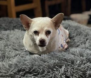 Sally Chihuahua Dog