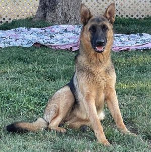 You can fill out an adoption application online on our official websiteMeet Skye the stunning Germ