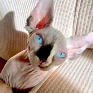 Corella Sphynx / Hairless Cat Cat