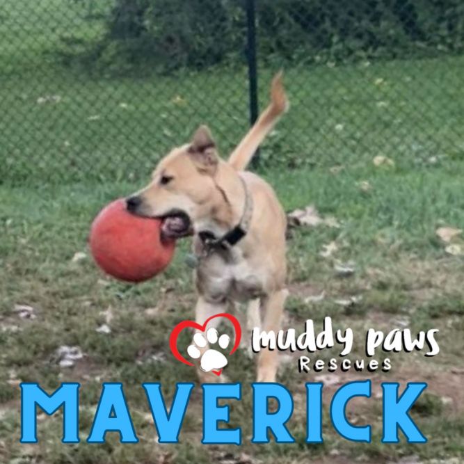 Maverick FKA Cedrick