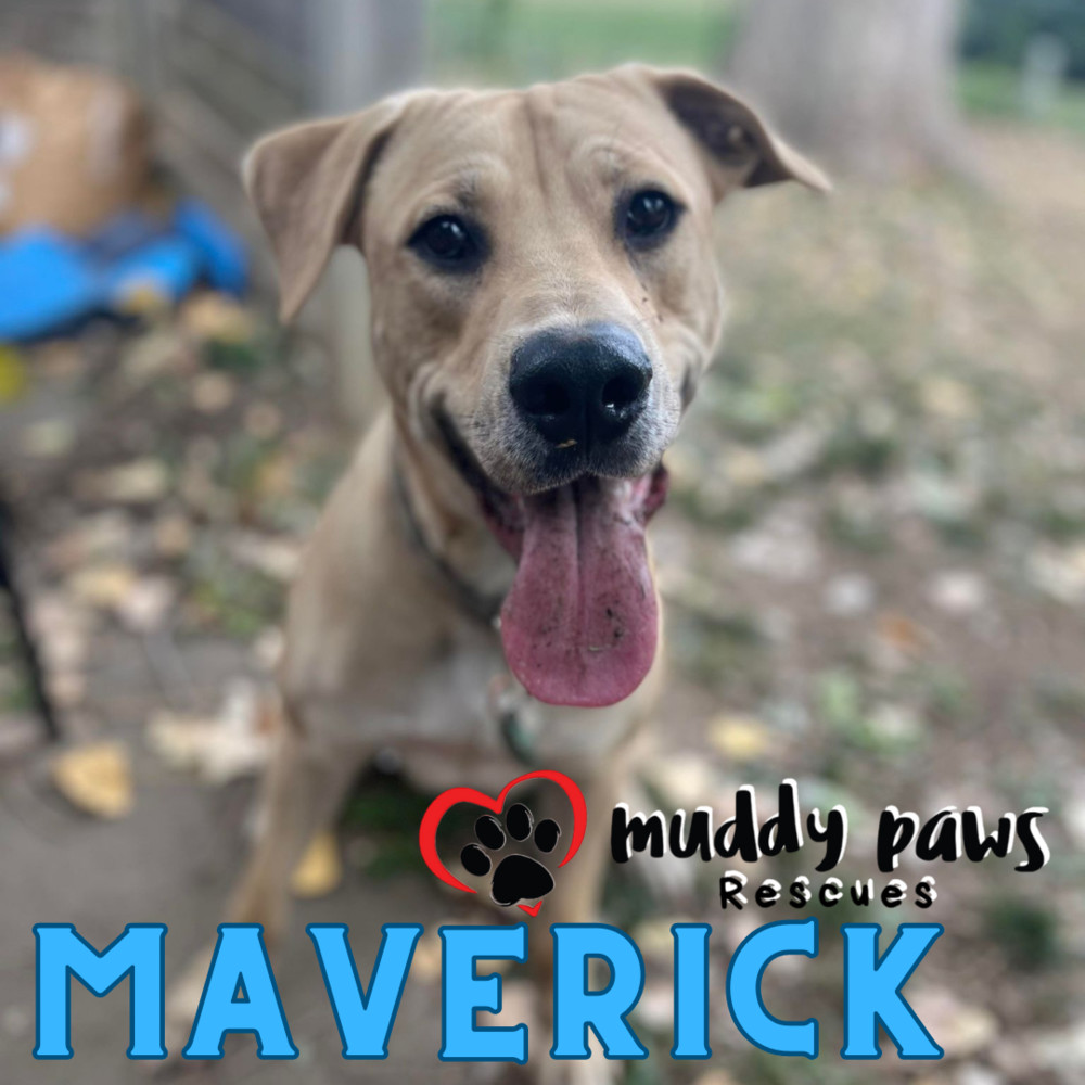 Maverick FKA Cedrick, an adoptable Labrador Retriever in Council Bluffs, IA, 51503 | Photo Image 2