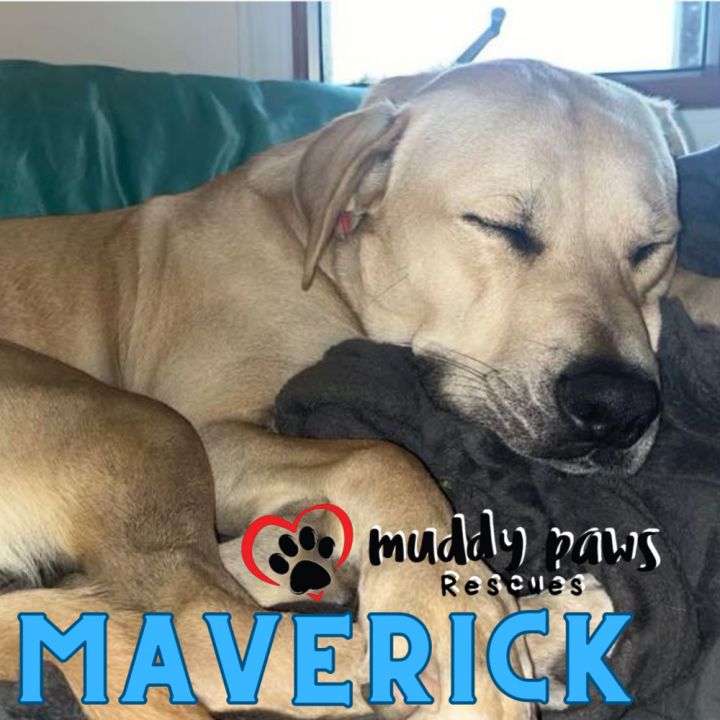 Maverick FKA Cedrick 3