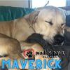 Maverick FKA Cedrick photo 3