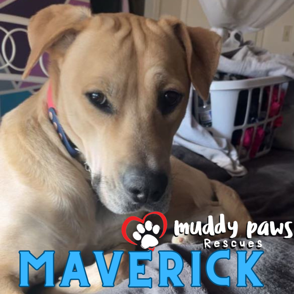 Maverick FKA Cedrick, an adoptable Labrador Retriever in Council Bluffs, IA, 51503 | Photo Image 4