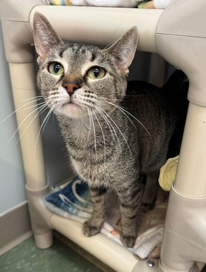 Chenal, an adoptable Domestic Short Hair in Willmar, MN, 56201 | Photo Image 2