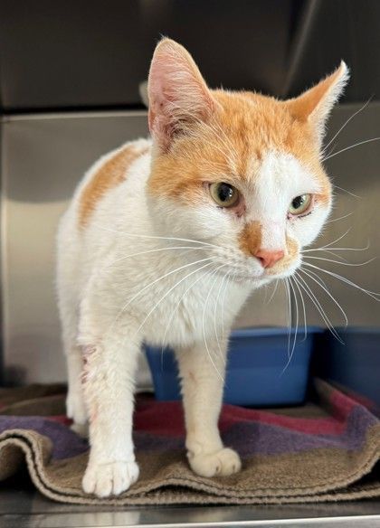 Popper, an adoptable Domestic Short Hair in Willmar, MN, 56201 | Photo Image 1