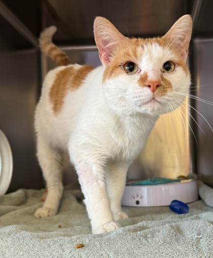 Popper, an adoptable Domestic Short Hair in Willmar, MN, 56201 | Photo Image 2