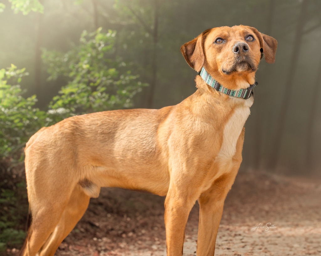 Radar, an adoptable Mixed Breed in Hot Springs, SD, 57747 | Photo Image 1