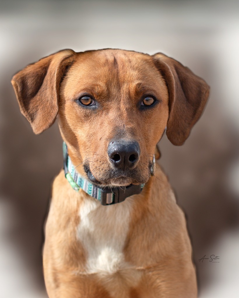 Radar, an adoptable Mixed Breed in Hot Springs, SD, 57747 | Photo Image 2