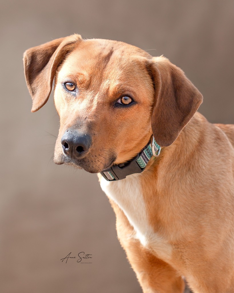 Radar, an adoptable Mixed Breed in Hot Springs, SD, 57747 | Photo Image 3