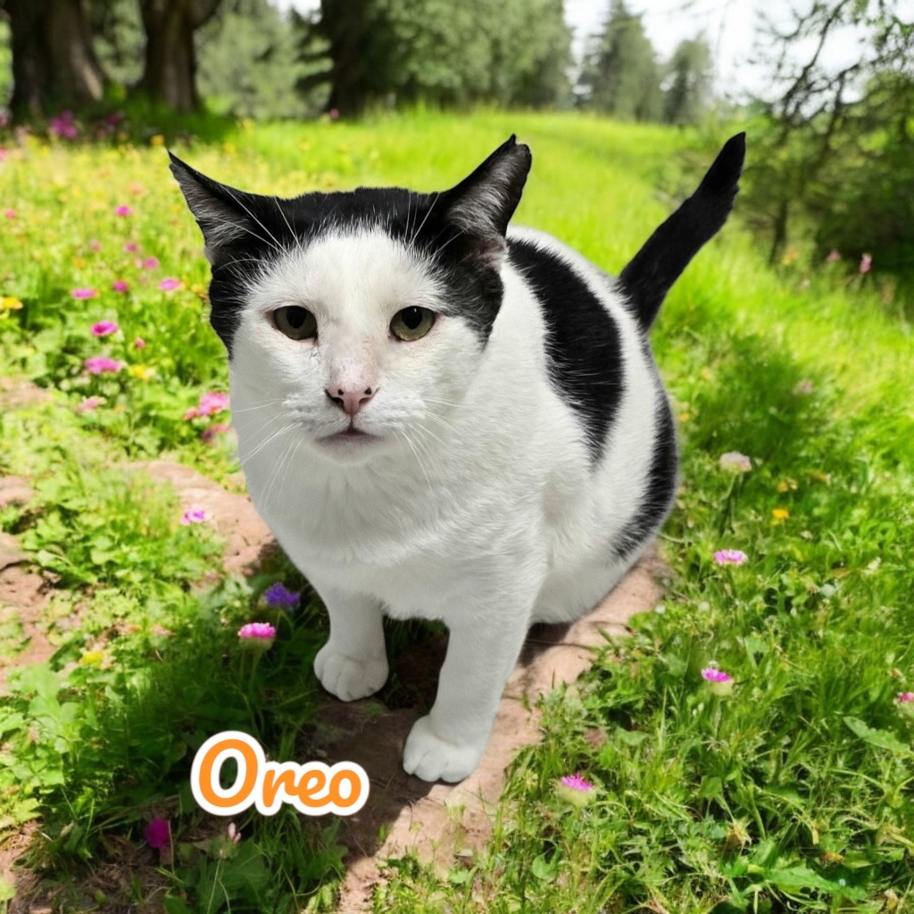 Oreo