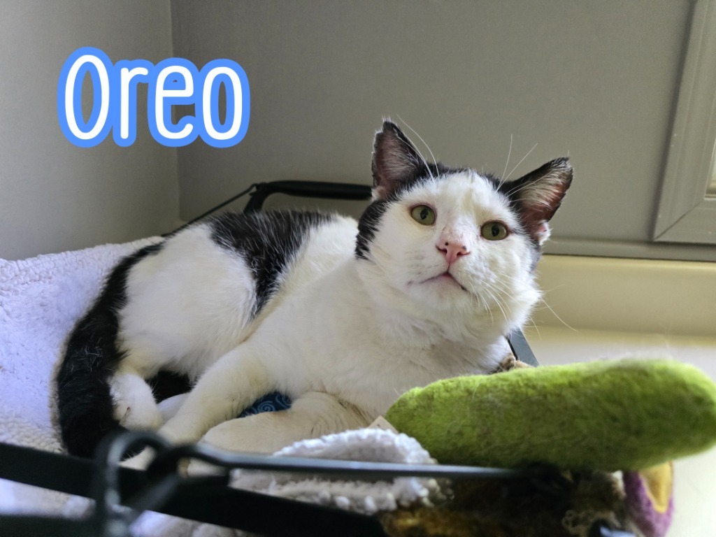 Oreo