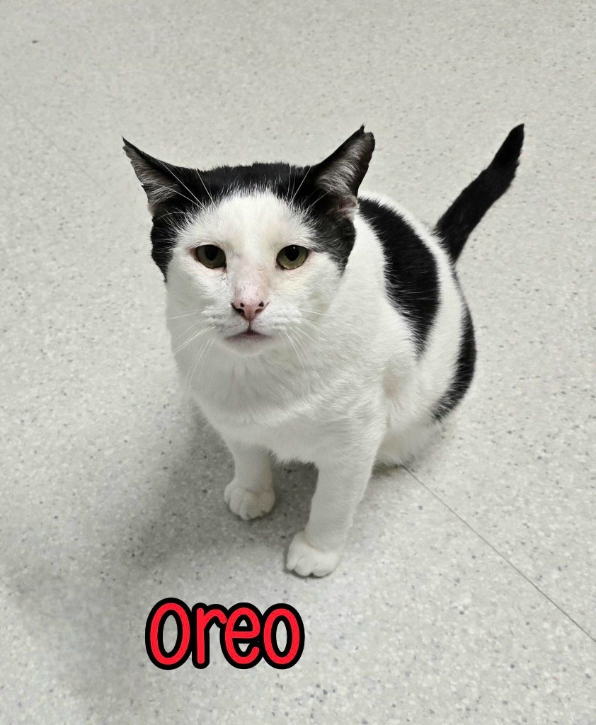 Oreo