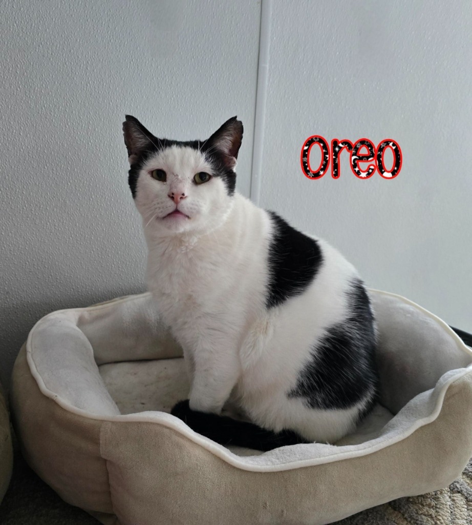 Oreo