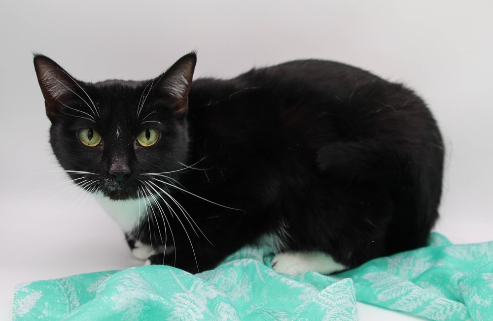 Mittens XVIII, an adoptable Domestic Short Hair in Muskegon, MI, 49444 | Photo Image 1
