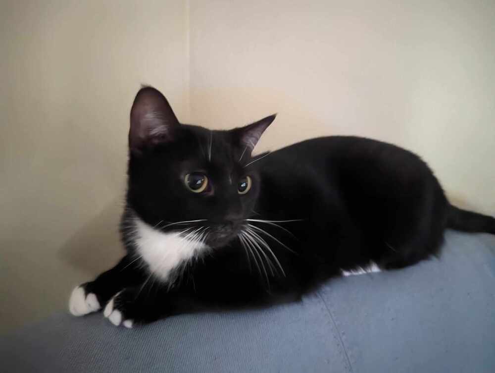 Mittens XVIII, an adoptable Domestic Short Hair in Muskegon, MI, 49444 | Photo Image 2