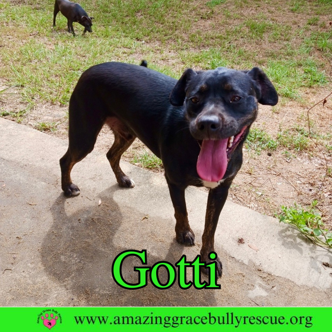 Gotti, an adoptable Rottweiler, Pit Bull Terrier in Pensacola, FL, 32526 | Photo Image 3