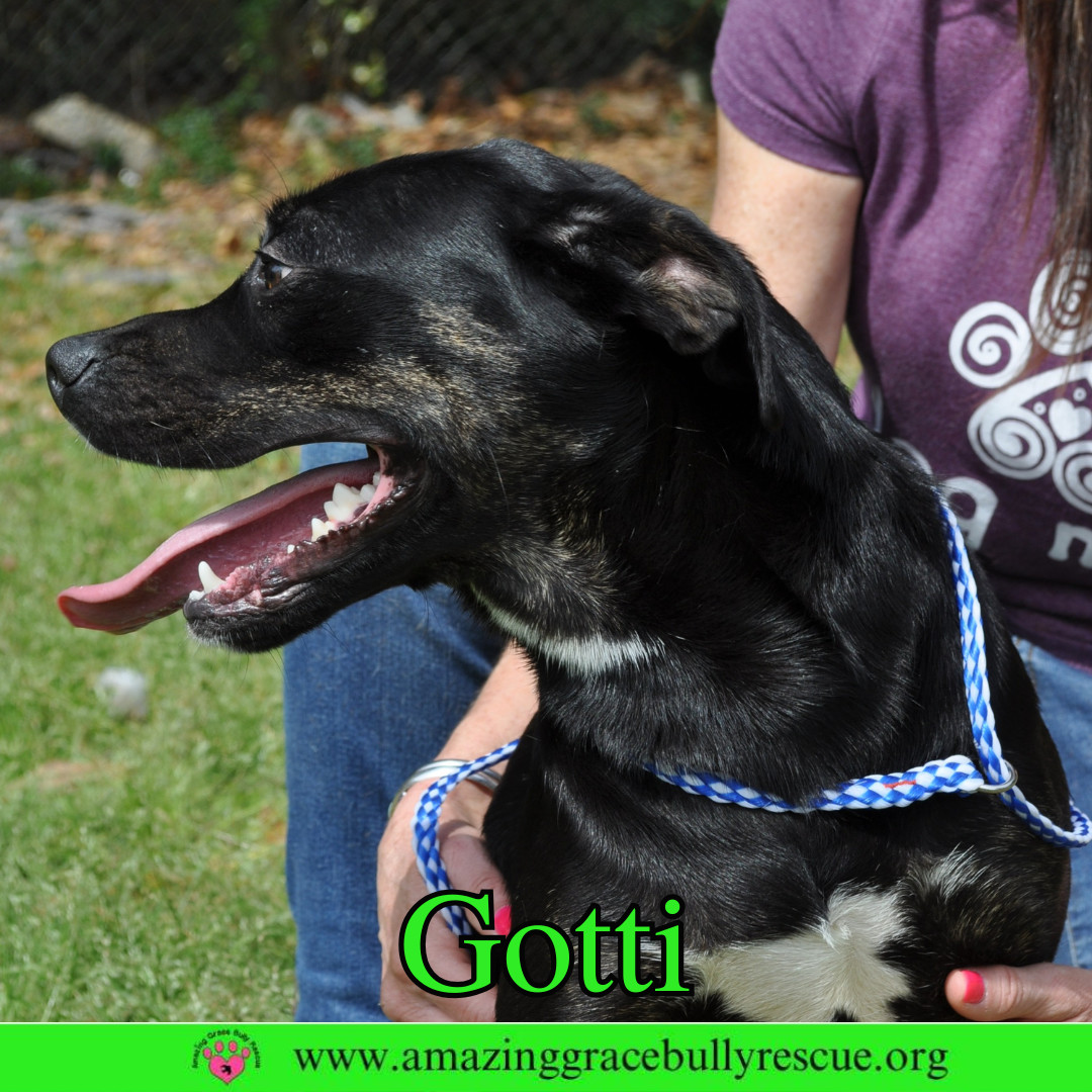 Gotti, an adoptable Rottweiler, Pit Bull Terrier in Pensacola, FL, 32526 | Photo Image 4