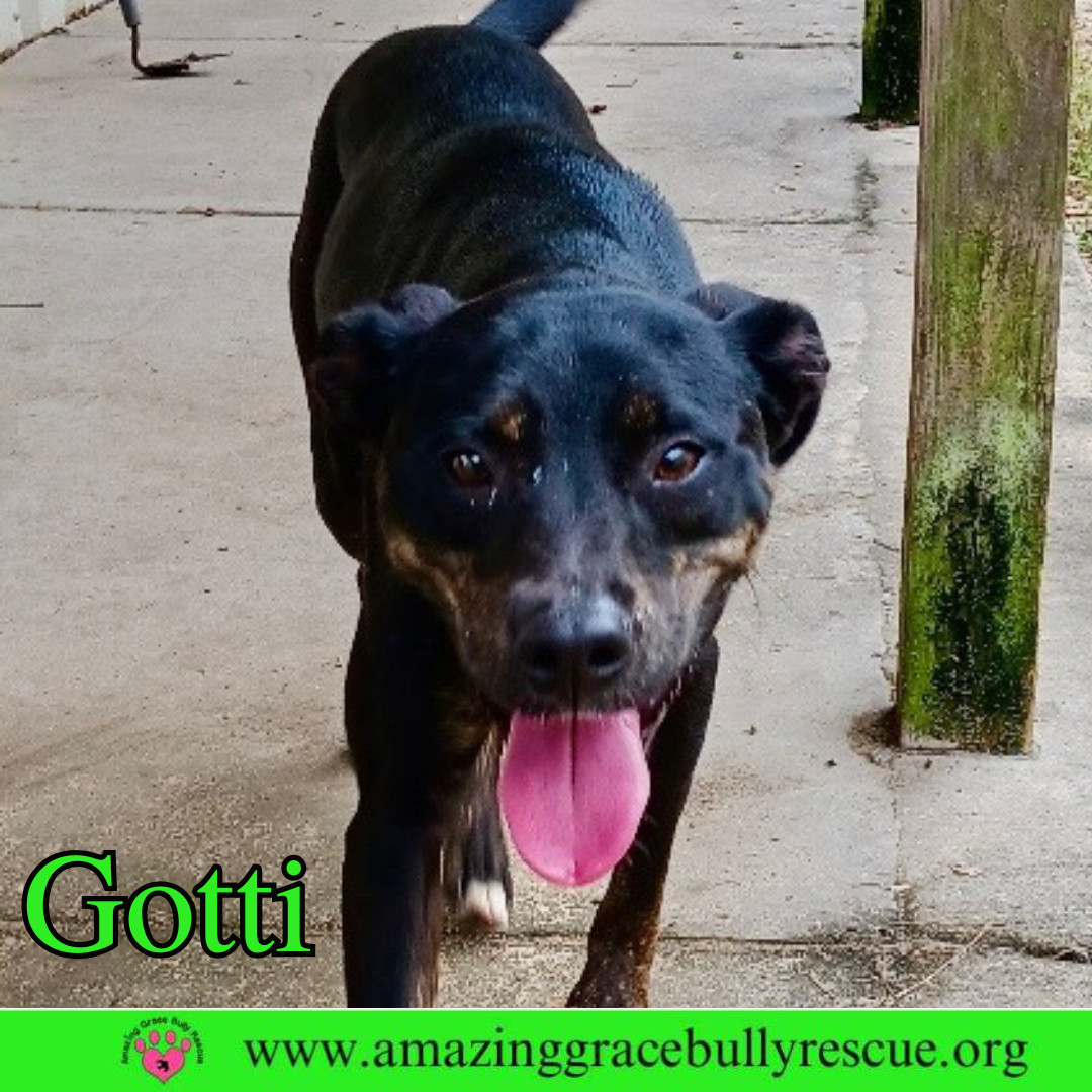 Gotti, an adoptable Rottweiler, Pit Bull Terrier in Pensacola, FL, 32526 | Photo Image 4