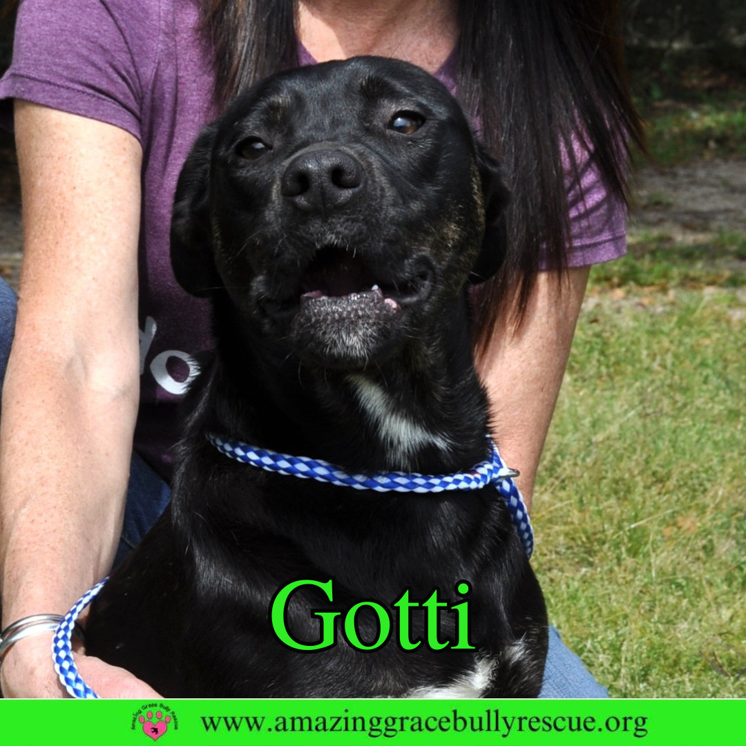 Gotti