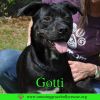 Gotti photo 5