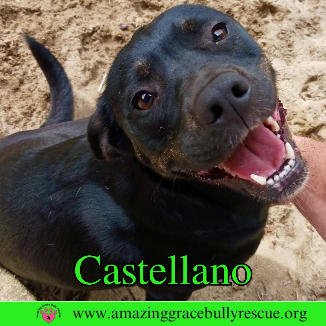 Castellano, an adoptable Rottweiler, Pit Bull Terrier in Pensacola, FL, 32526 | Photo Image 7
