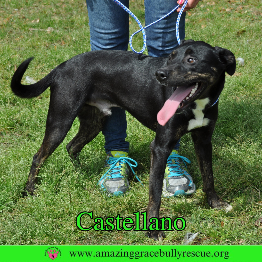 Castellano, an adoptable Rottweiler, Pit Bull Terrier in Pensacola, FL, 32526 | Photo Image 8
