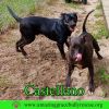 Castellano photo 8
