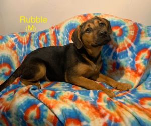 They are 5 months old shepherd mix -Skye is a cuddly girl She has a sweet and friendly temperament