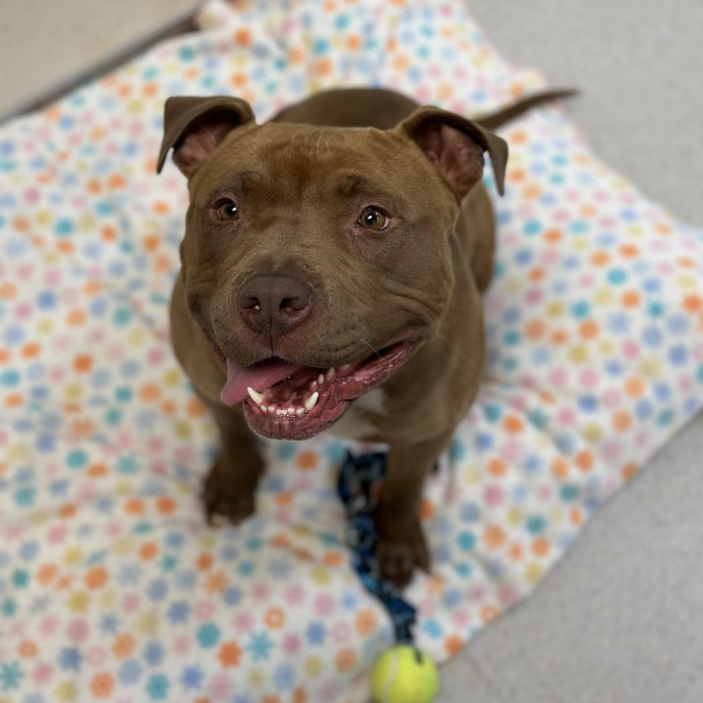 Mermaid, an adoptable Pit Bull Terrier in Rohnert Park, CA, 94928 | Photo Image 1