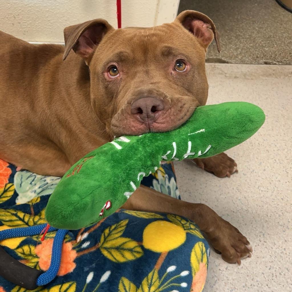 Mermaid, an adoptable Pit Bull Terrier in Rohnert Park, CA, 94928 | Photo Image 2