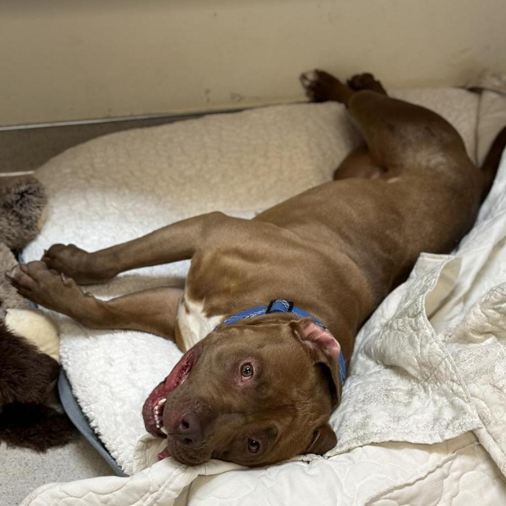 Mermaid, an adoptable Pit Bull Terrier in Rohnert Park, CA, 94928 | Photo Image 3