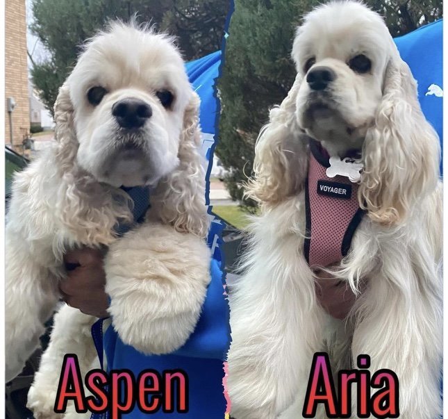 Aspen and Aria