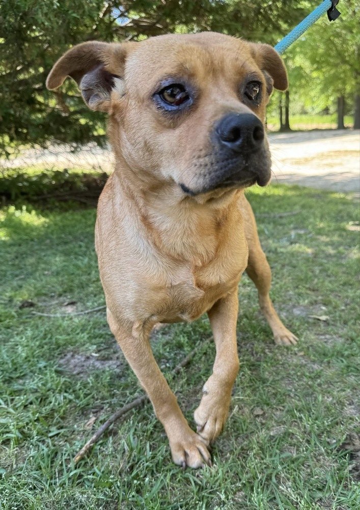 Melanie, an adoptable Feist in Troy, AL, 36081 | Photo Image 1