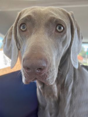 Say hello to Bella a charismatic and gorgeous Weimaraner whos just shy of two years old and lookin