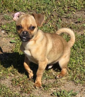 Wall-E needs a foster or foster-to-adopt starting 420 Wall-W is a 1-3 year old 8 pound chihuahuap