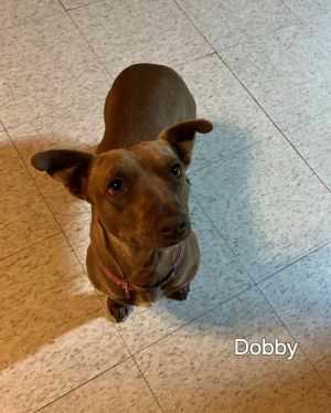 Dobby needs a foster or foster-to-adopt starting 420 Dobby is a 1-3 year old 20-25 pound chihuahua