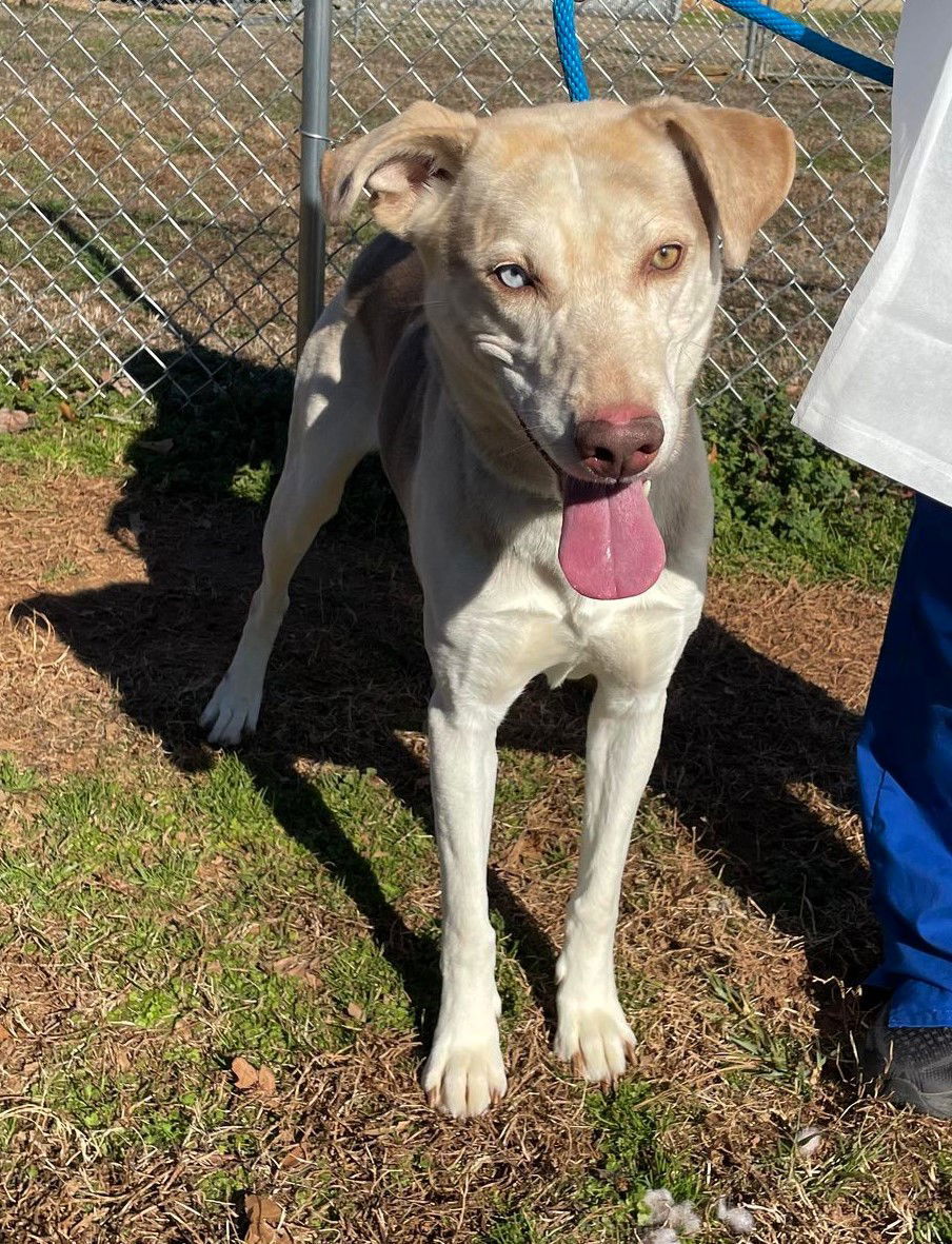 Tommy, an adoptable Mixed Breed in Shelburne, VT, 05482 | Photo Image 1