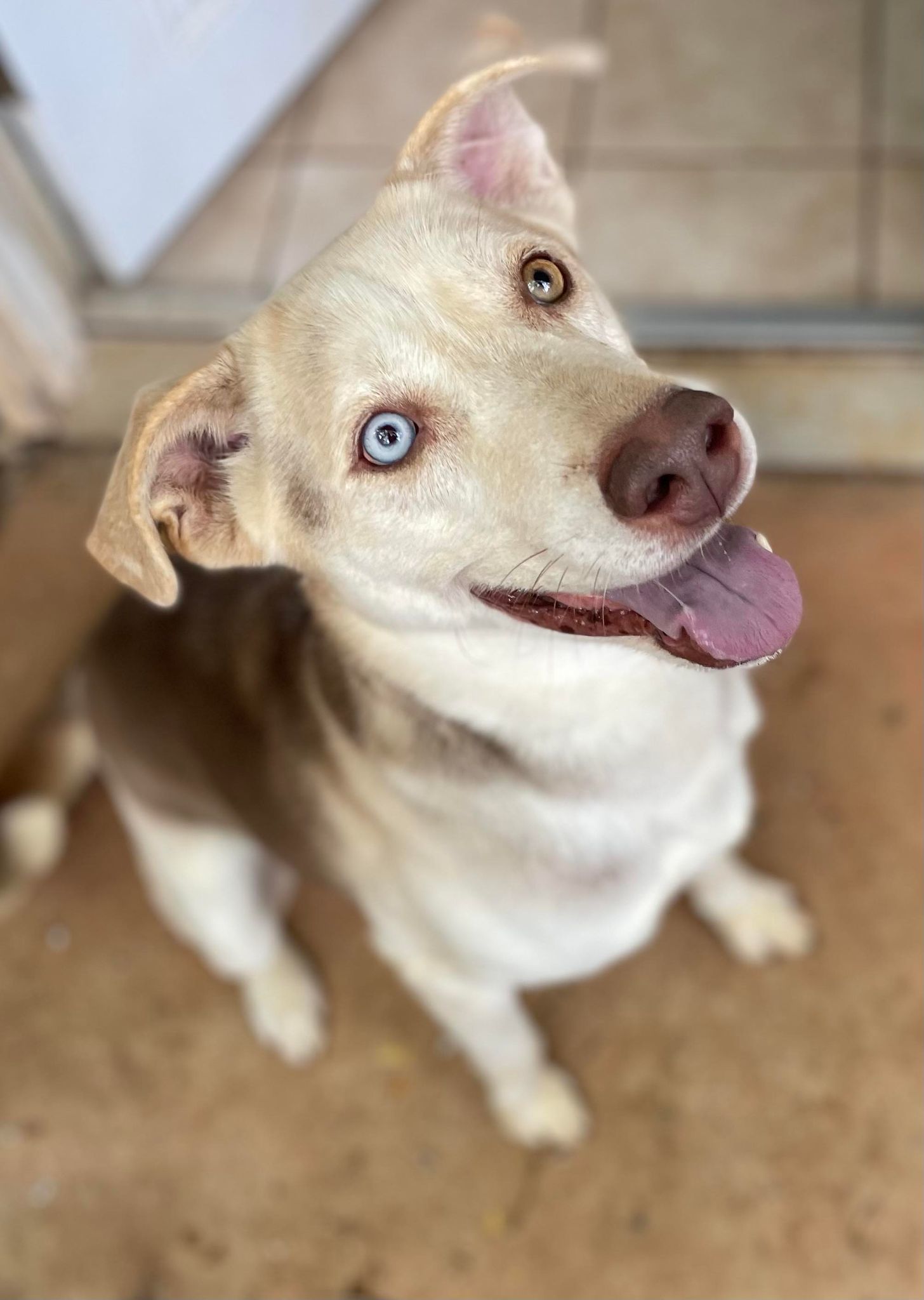 Tommy, an adoptable Mixed Breed in Shelburne, VT, 05482 | Photo Image 2