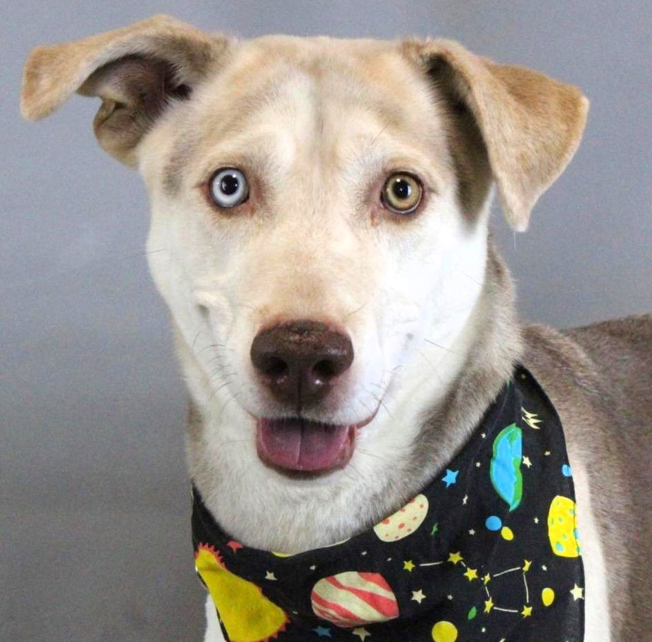 Tommy, an adoptable Mixed Breed in Shelburne, VT, 05482 | Photo Image 3