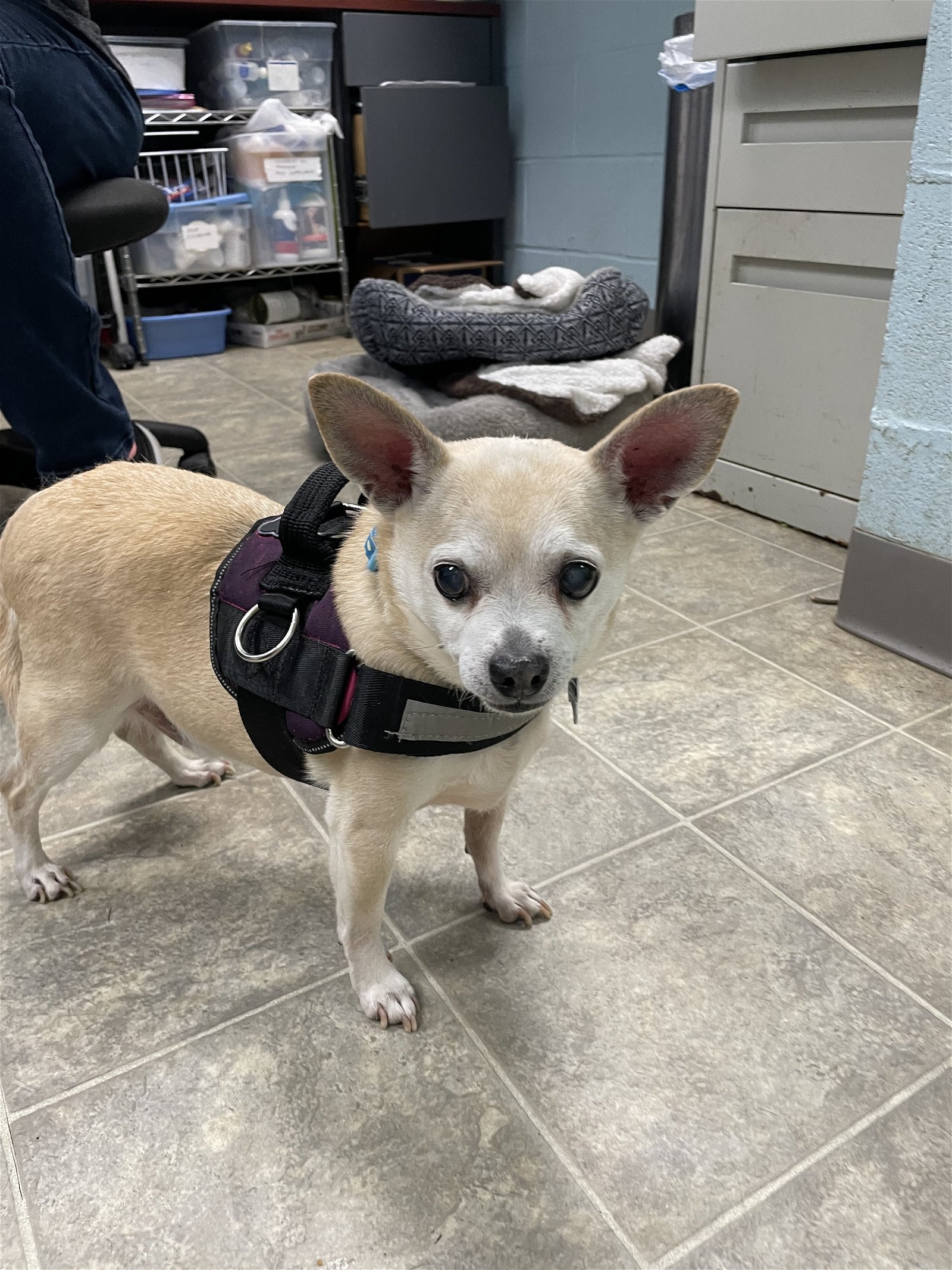 Tiny*: Not at the shelter